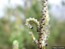 Attēlu rezultāti vaicājumam “Neodiprion sertifer larva”