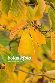 Attēlu rezultāti vaicājumam “Hamamelis japonica leaf”