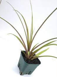 Image result for tillandsia umbellata