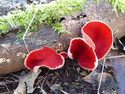 Attēlu rezultāti vaicājumam “Sarcoscypha austriaca var. lutea”