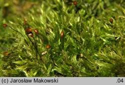 Attēlu rezultāti vaicājumam “Sciuro-hypnum populeum”