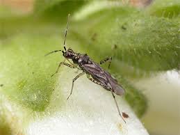 Attēlu rezultāti vaicājumam “Dicyphus nymph”