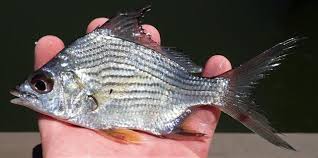 Image result for Eugerres plumieri