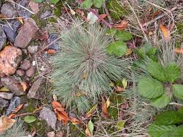 Attēlu rezultāti vaicājumam “Corynephorus canescens leaf”