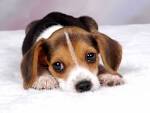 Animals » Blog Archive » Beagle