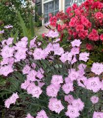 Image result for Dianthus gratianopolitanus