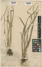 Attēlu rezultāti vaicājumam “Carex pilosa flower”