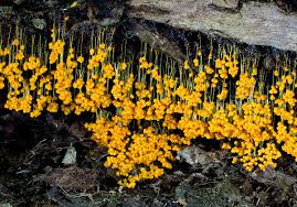 Attēlu rezultāti vaicājumam “Badhamia bethelii stalked”