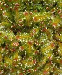 Attēlu rezultāti vaicājumam “Diplophyllum albicans”