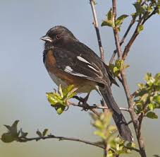 Image result for Pipilo erythrophthalmus