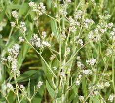 Attēlu rezultāti vaicājumam “Lepidium latifolium leaf”