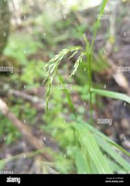 Attēlu rezultāti vaicājumam “Cinna latifolia”