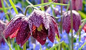 Attēlu rezultāti vaicājumam “Meleagris”