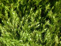 Attēlu rezultāti vaicājumam “Amblystegium serpens macro”