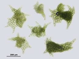 Attēlu rezultāti vaicājumam “Blasia pusilla”