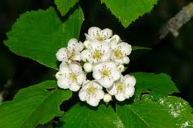 Attēlu rezultāti vaicājumam “Crataegus macracantha flower”