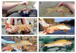 Image result for Moxostoma duquesnei