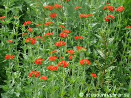 Attēlu rezultāti vaicājumam “Silene chalcedonica flower”