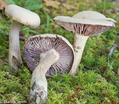 Attēlu rezultāti vaicājumam “Diachea leucopodia young”