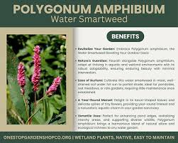 Attēlu rezultāti vaicājumam “Polygonum amphibium”