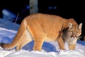 Image result for Craigmount Cougars