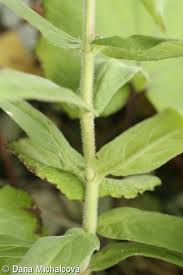 Attēlu rezultāti vaicājumam “Epilobium parviflorum”