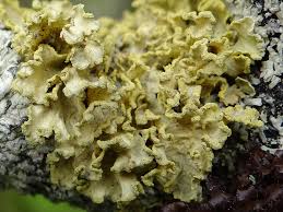 Attēlu rezultāti vaicājumam “Vulpicida pinastri”