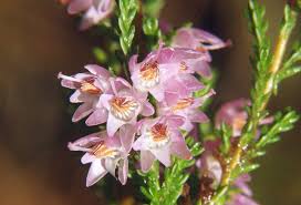 Attēlu rezultāti vaicājumam “Calluna vulgaris flower”
