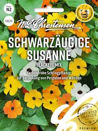 Image result for schwarzäugige Susanne
