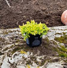 Image result for Mauerpfeffer