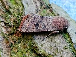 Attēlu rezultāti vaicājumam “Orthosia cerasi”