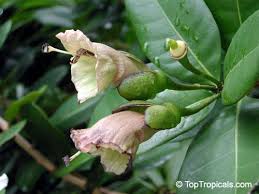 Attēlu rezultāti vaicājumam “Cinna latifolia fruit”