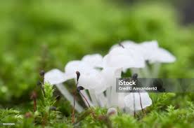 Attēlu rezultāti vaicājumam “Delicatula integrella”