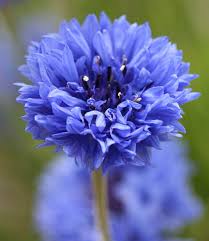 Image result for Centaurea cyanus