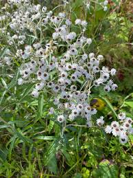 Attēlu rezultāti vaicājumam “Anaphalis margaritacea flower”