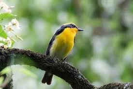 Attēlu rezultāti vaicājumam “Parus major”