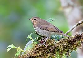 Image result for Catharus ustulatus