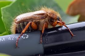 Attēlu rezultāti vaicājumam “Amphimallon solstitiale imago”