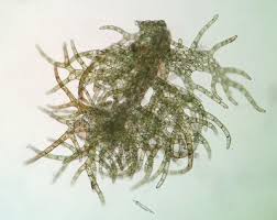 Attēlu rezultāti vaicājumam “Ptilidium pulcherrimum”