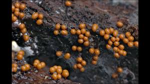 Attēlu rezultāti vaicājumam “Hemitrichia clavata macro”