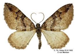 Attēlu rezultāti vaicājumam “Pareulype berberata”