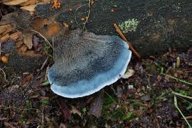 Attēlu rezultāti vaicājumam “Postia caesia”