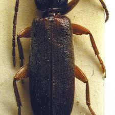 Attēlu rezultāti vaicājumam “Nothorhina punctata”