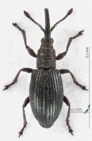 Attēlu rezultāti vaicājumam “Apion sp.”