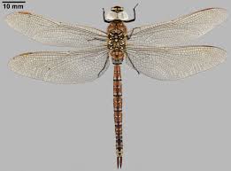 Attēlu rezultāti vaicājumam “Aeshna juncea”