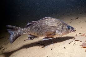 Image result for Morone americana