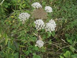 Attēlu rezultāti vaicājumam “Angelica palustris flower”