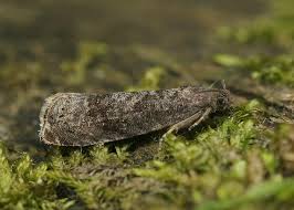 Attēlu rezultāti vaicājumam “Grapholita funebrana”