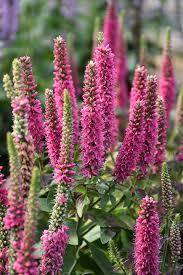 Attēlu rezultāti vaicājumam “Veronica longifolia flower”