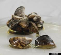 Attēlu rezultāti vaicājumam “Dreissena polymorpha”